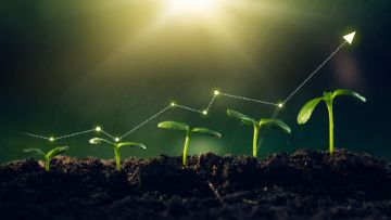 croissance optimale jeune pousse